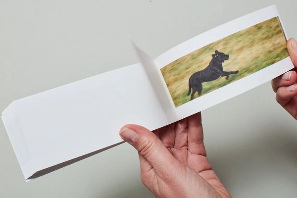 Sturtevant - Finite Infinite Flipbook