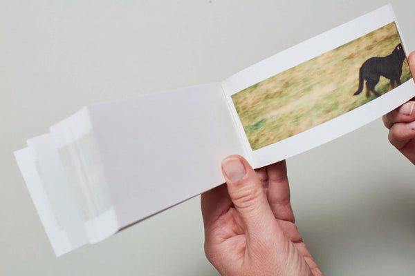 Sturtevant - Finite Infinite Flipbook